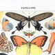 Planche zoologique représentant différentes sortes de papillons