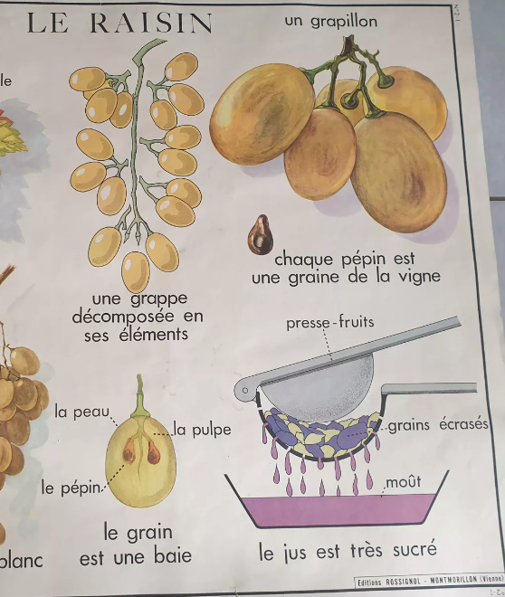 Vintage Rossignol educational display