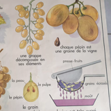 Vintage Rossignol educational display