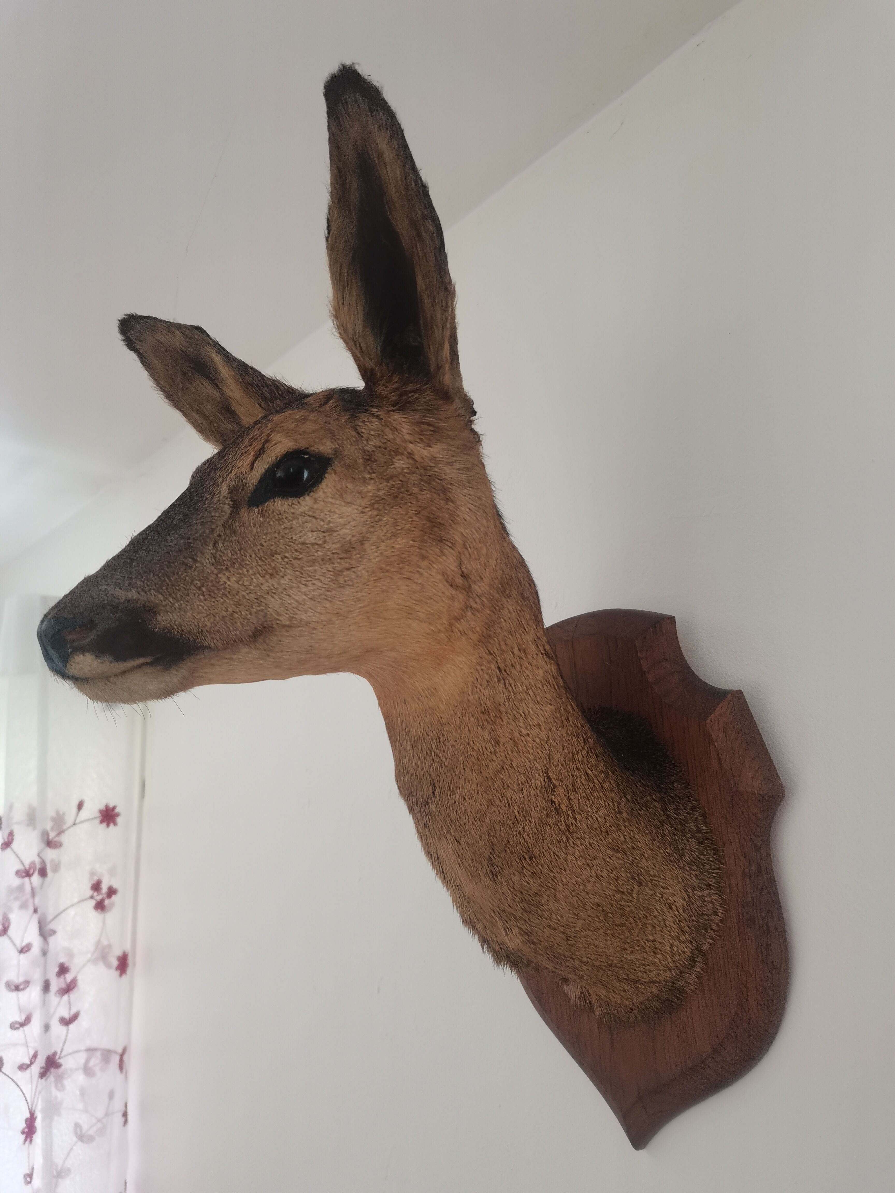 Doehead Hunting Trophy