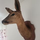 Doehead Hunting Trophy