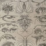 Lithograph on crustaceans - 1930