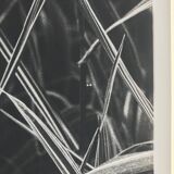 Rosine nusimovici, untitled (poacea ii), c 1980. black and white silver print
