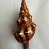 Filifusus shell