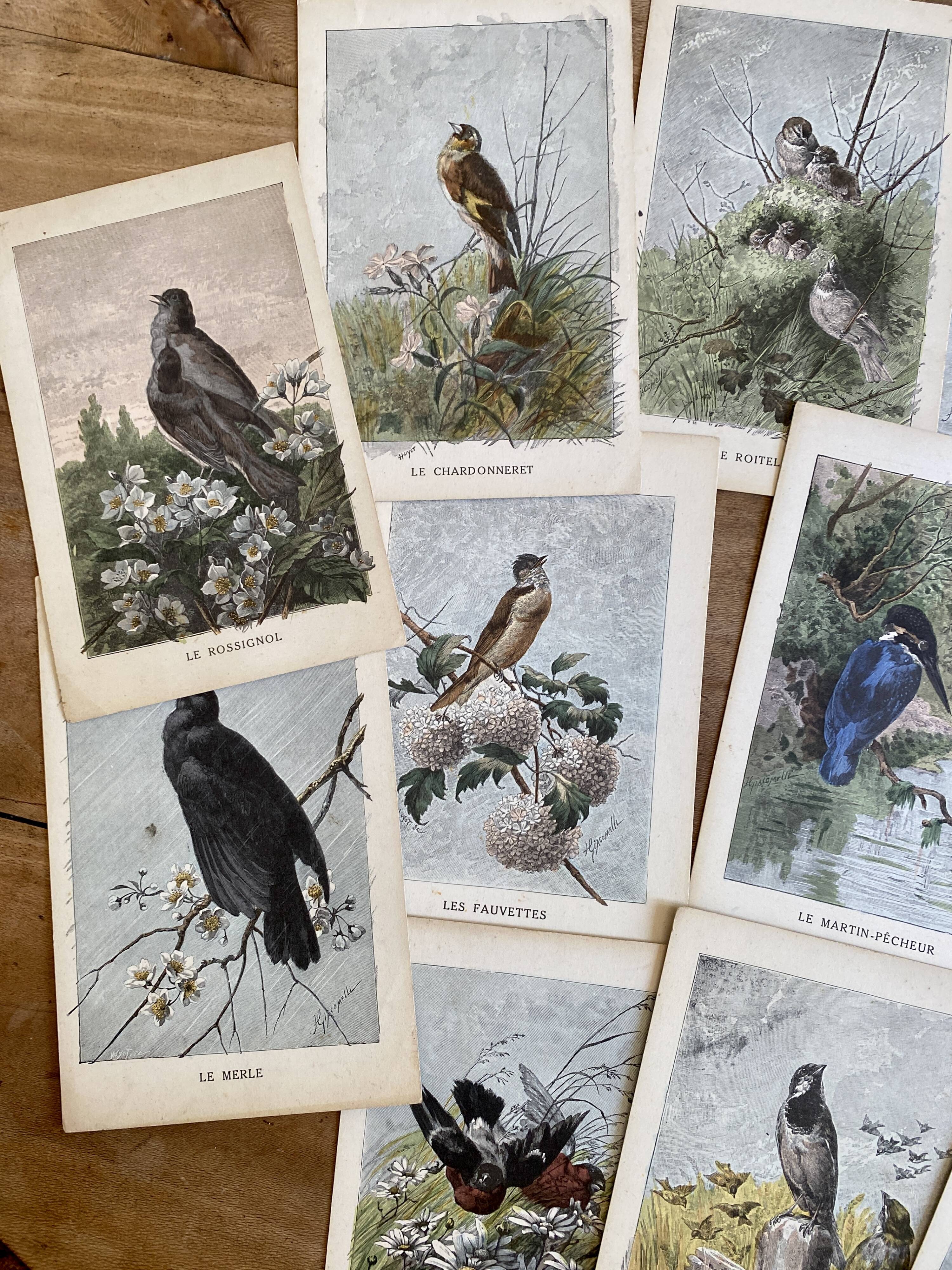 Old bird engraving - Giacomelli and Huyot - LE ROITELET