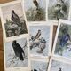 Old bird engraving - Giacomelli and Huyot - LE ROITELET