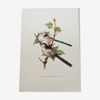Planche zoologique Années 60 - Mésange à Longue Queue - Illustration oiseaux vintage