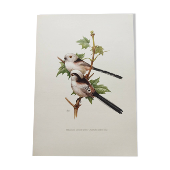 Zoological board from the 60s - Long-tailed tit - Vintage bird illustration