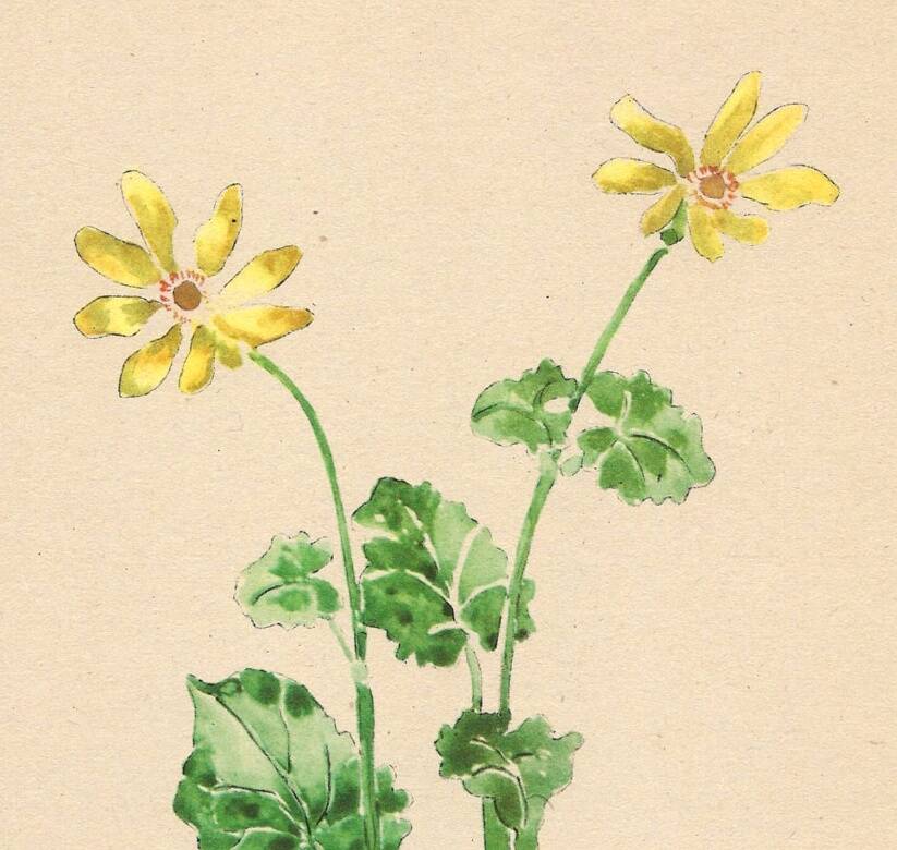 Vintage illustration from 1948. Meadow flowers by Strache -Lesser celandine-