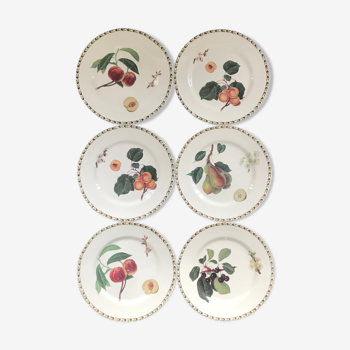 Lot de 6 assiettes décor botanique