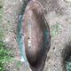 Antique cast iron planter