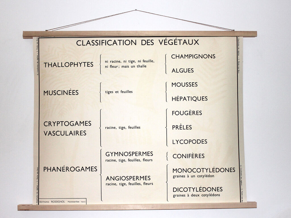 Rossignol botanical poster
