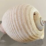 Coquillage de mer Tonna Galea vintage
