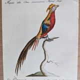 8 bird illustrations