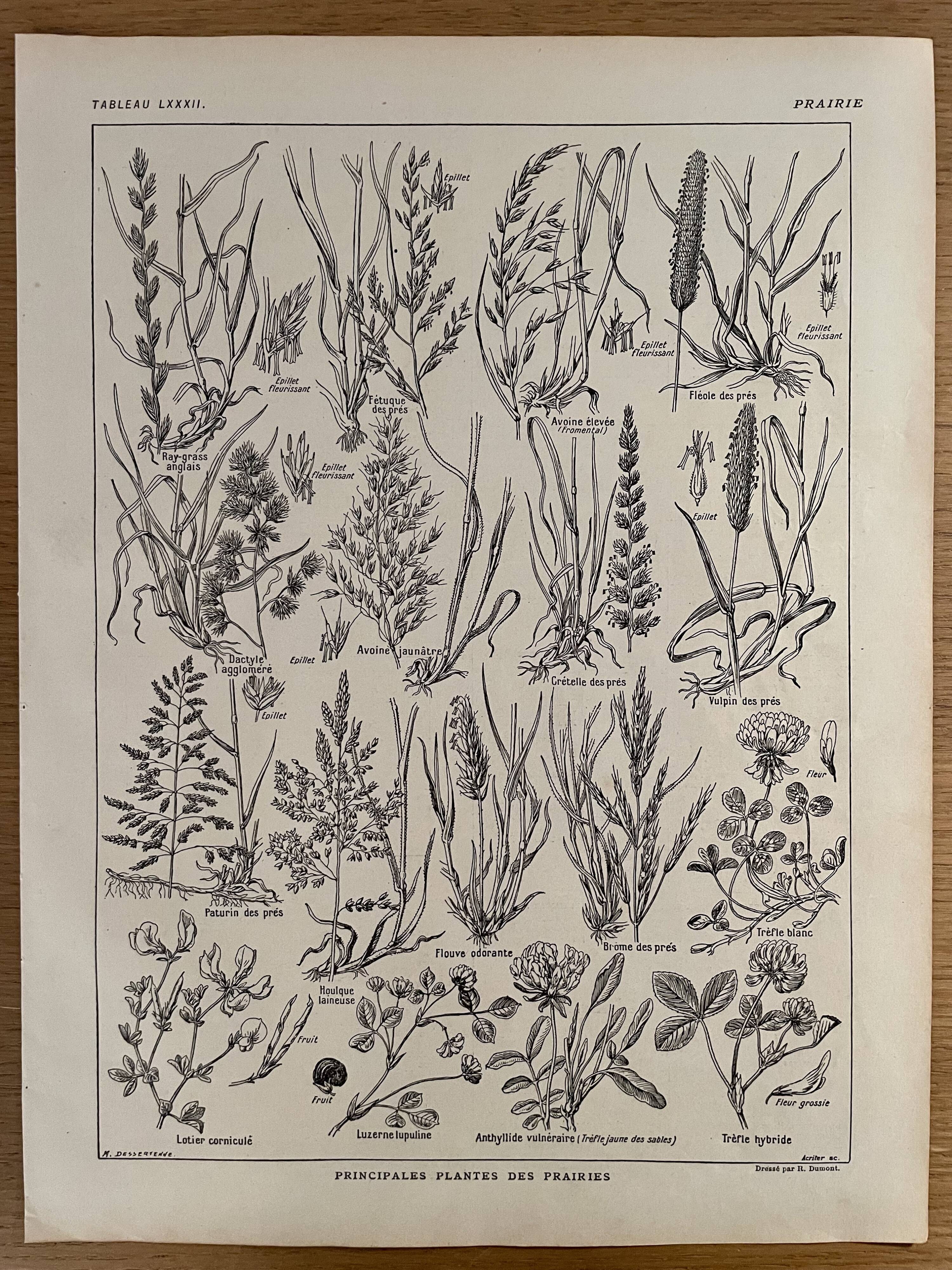 Lithograph on prairie flowers and flowers from 1921