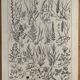 Lithograph on prairie flowers and flowers from 1921