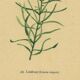 Old print 1948 - Linear by H. Strache - Vintage meadow flower