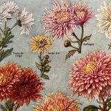 Lithographie sur les fleurs chrysanthèmes de 1921