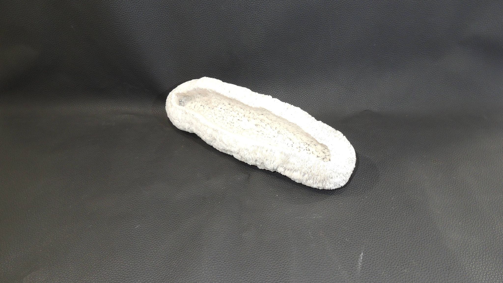White coral cushion shark, vanuatu, papua new guinea