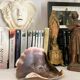 Large seashell: Placuna