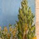 Vintage landscape watercolor