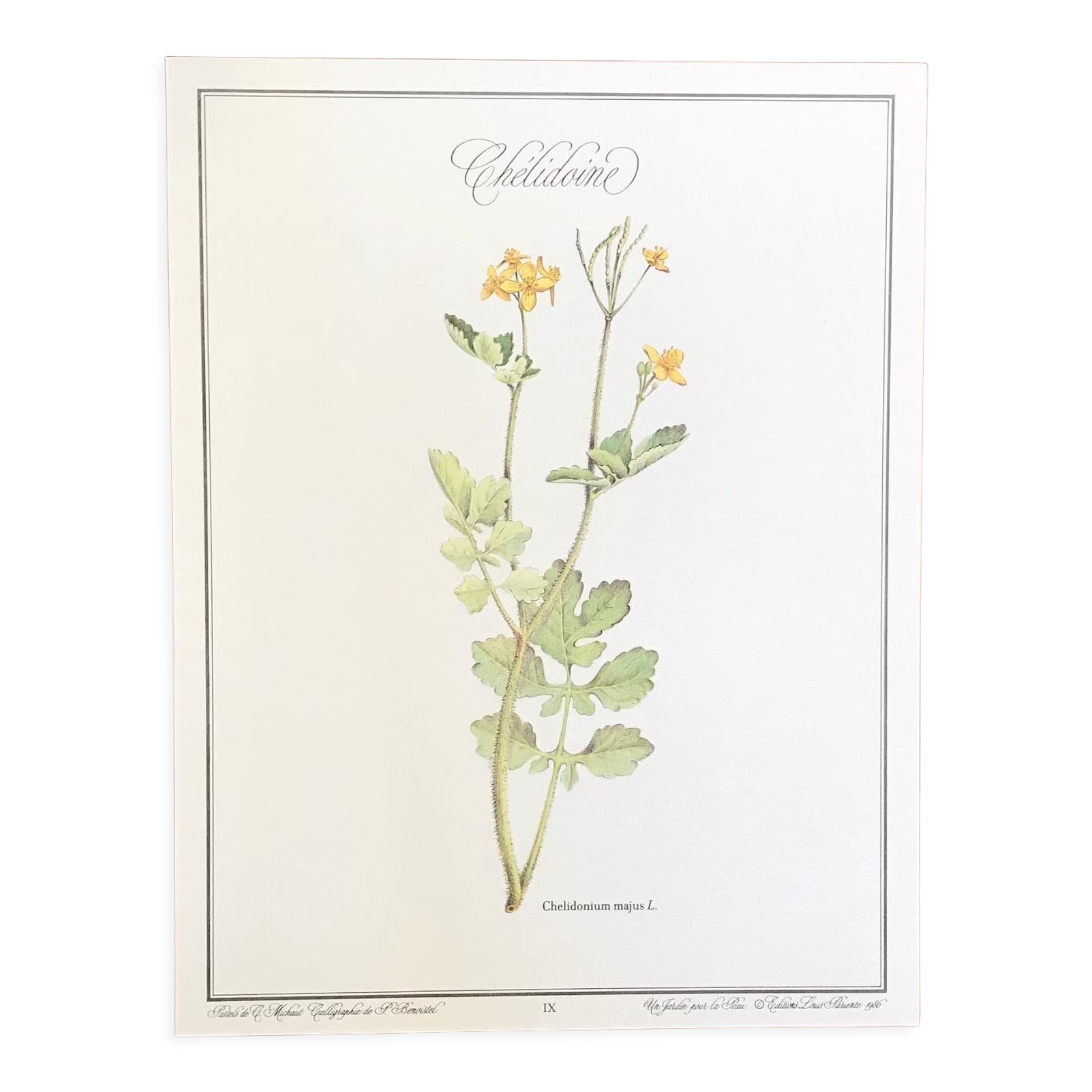 Botanical plate La Chélidoine