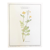Botanical plate La Chélidoine