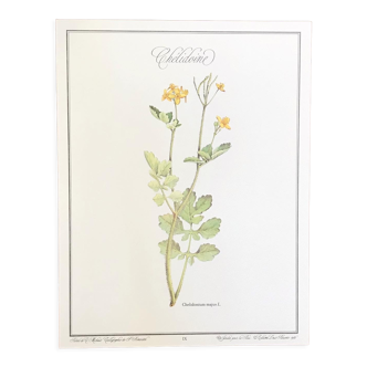 Botanical plate La Chélidoine