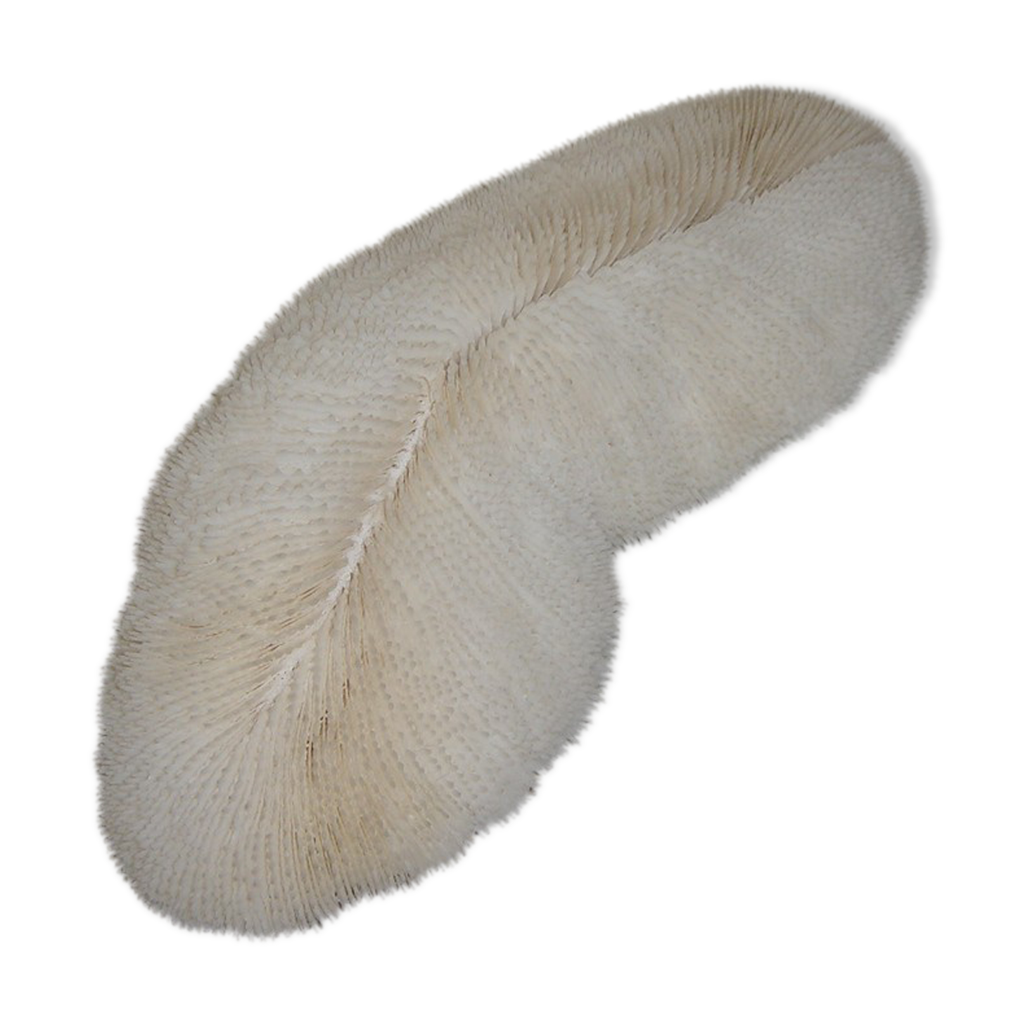 Mushroom coral fungia