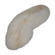Mushroom coral fungia