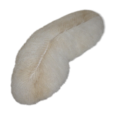 Fungia corail champignon