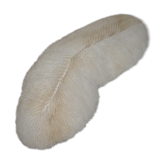 Fungia corail champignon