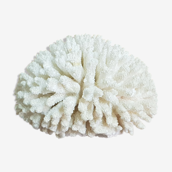 Corail blanc 15 cm x 9,5 cm