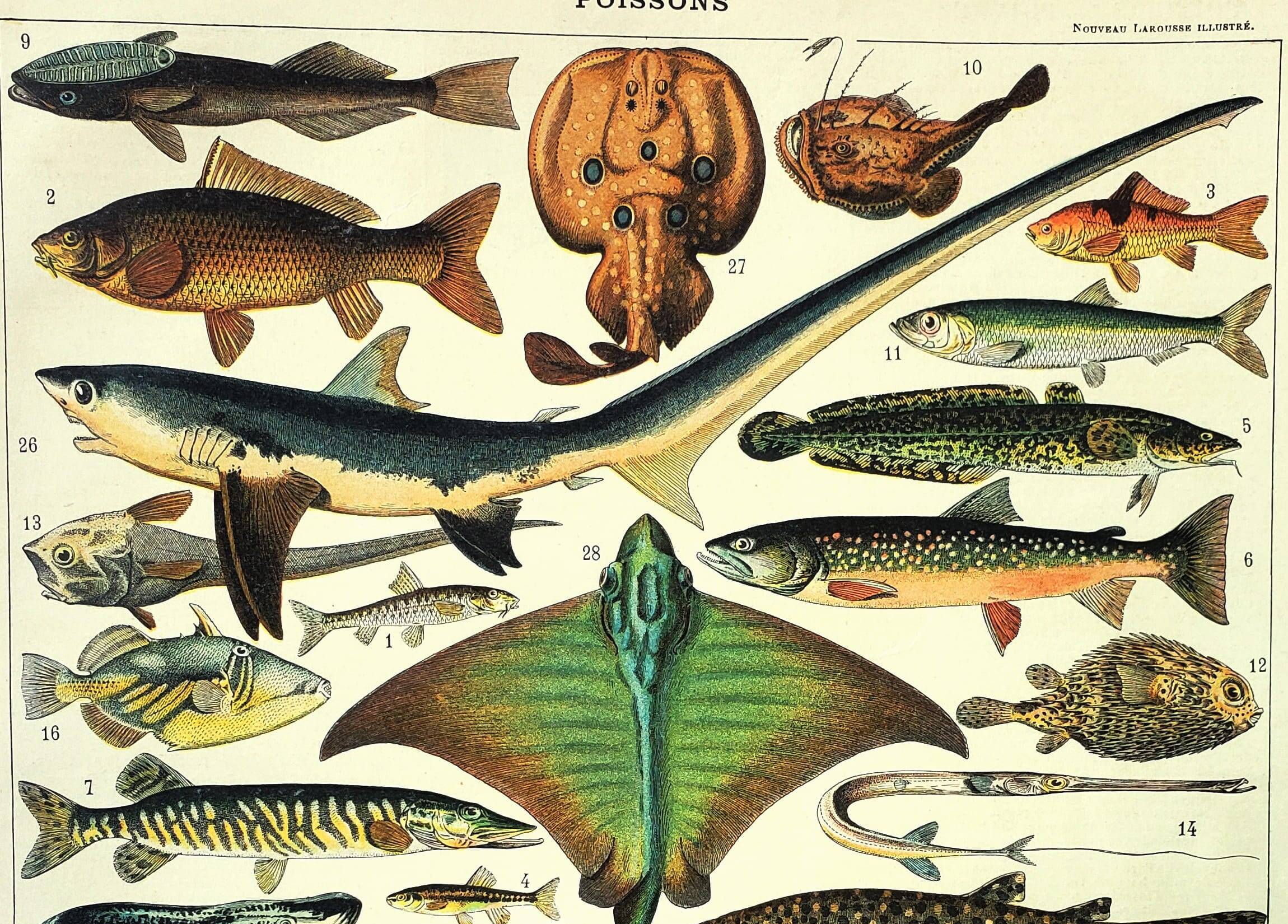 Antique engraving 1897 A. Millot - Fish 2, marine animals