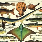 Antique engraving 1897 A. Millot - Fish 2, marine animals