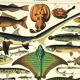 Gravure ancienne 1897 A. Millot - Poissons 2, animaux marins