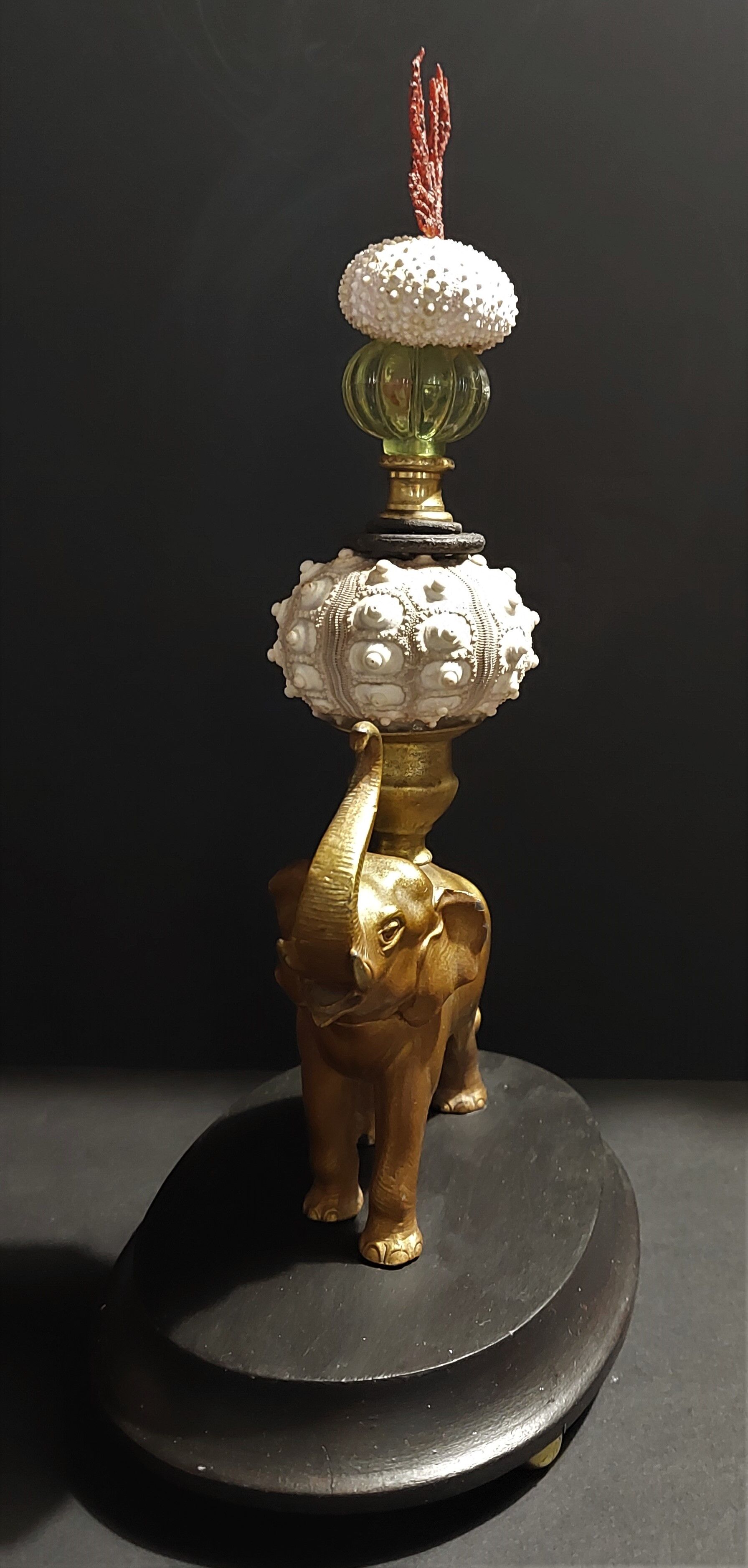 Cabinet of Curiosities composition with sea urchins and gorgon paramuricea clavata