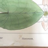 Water lily botanical board