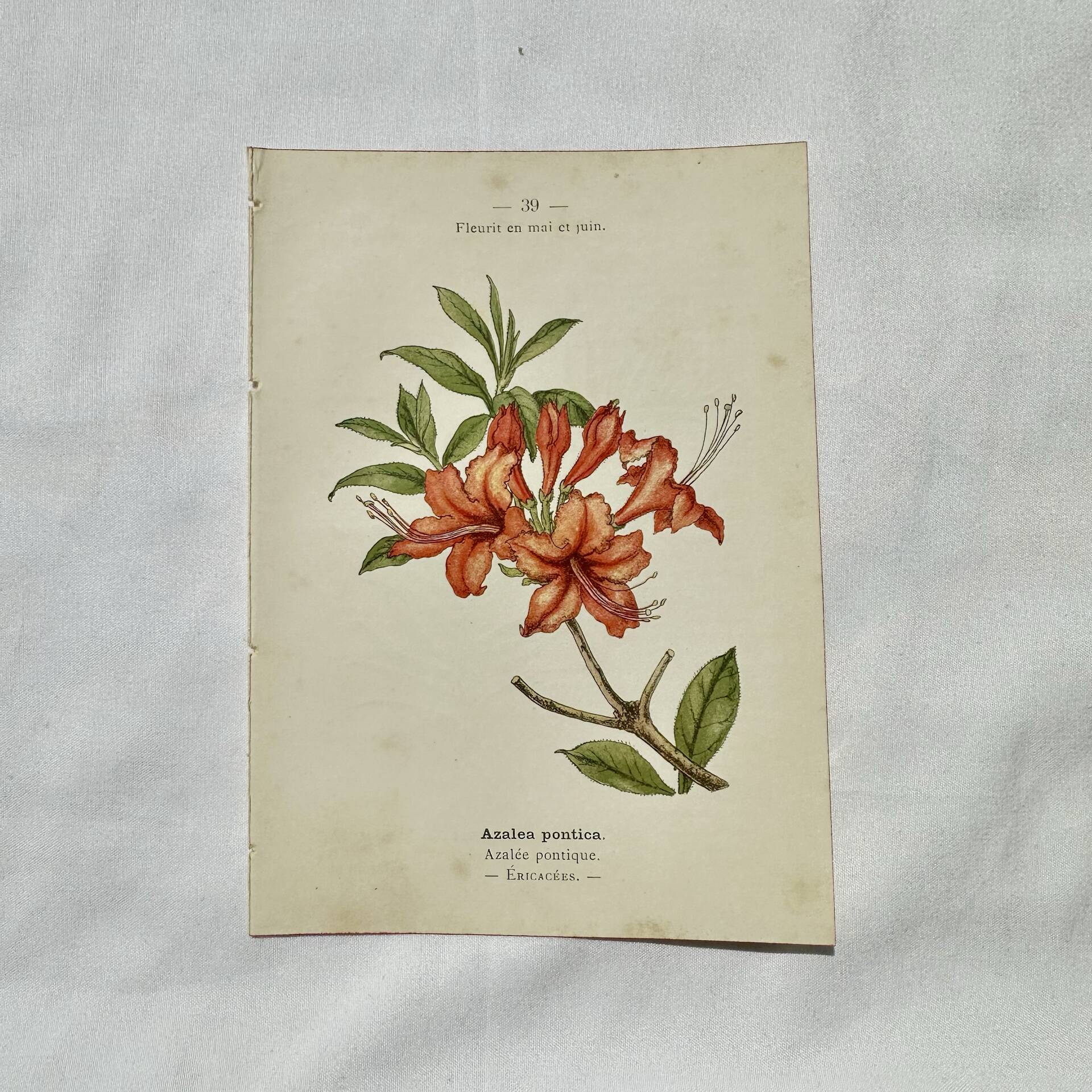 Antique botanical engraving from the 19th century, double-sided, hand-coloured, France.