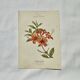Antique botanical engraving from the 19th century, double-sided, hand-coloured, France.