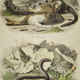 Original zoological plate from 1839 "saurian"