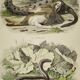 Planche zoologique originale de 1839  "saurien"