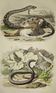 Planche zoologique originale de 1839  "saurien"