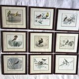 9 old ornithological engravings