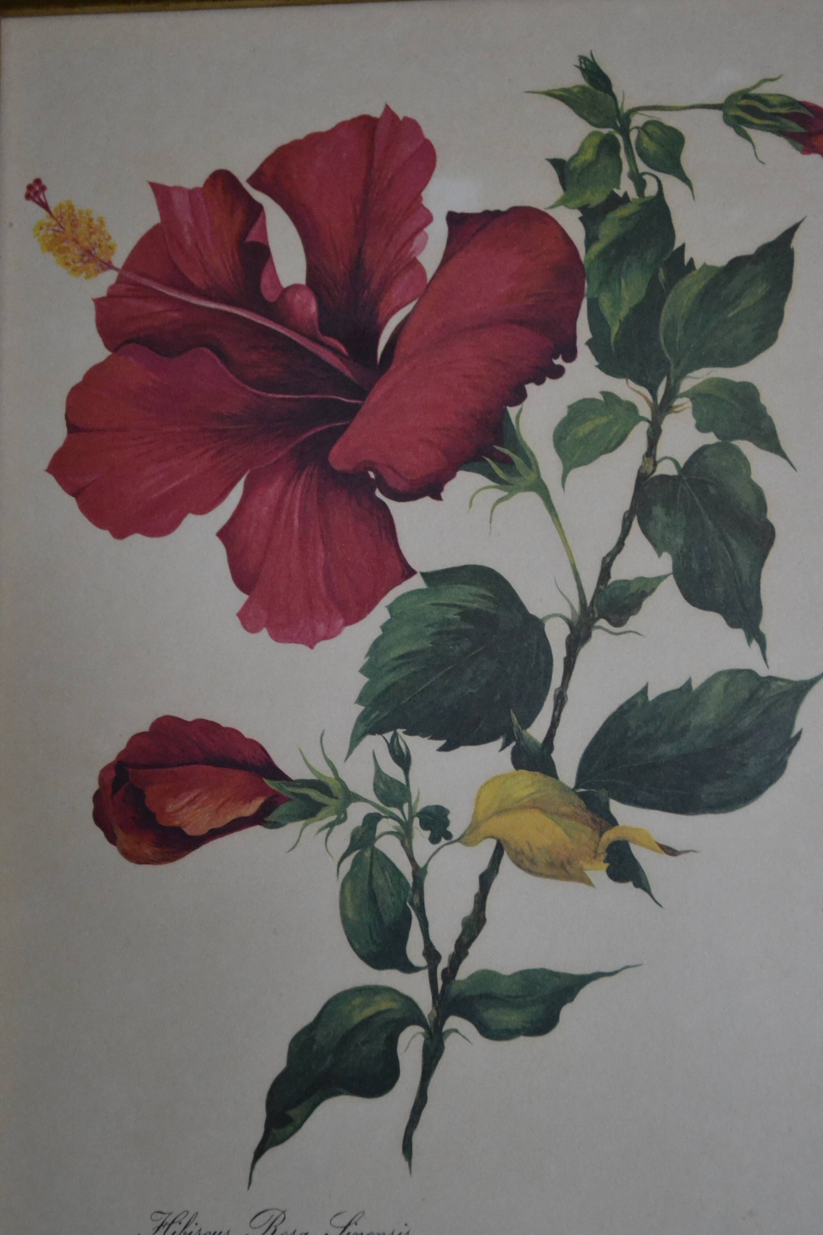 Planche botanique hibiscus encadrée