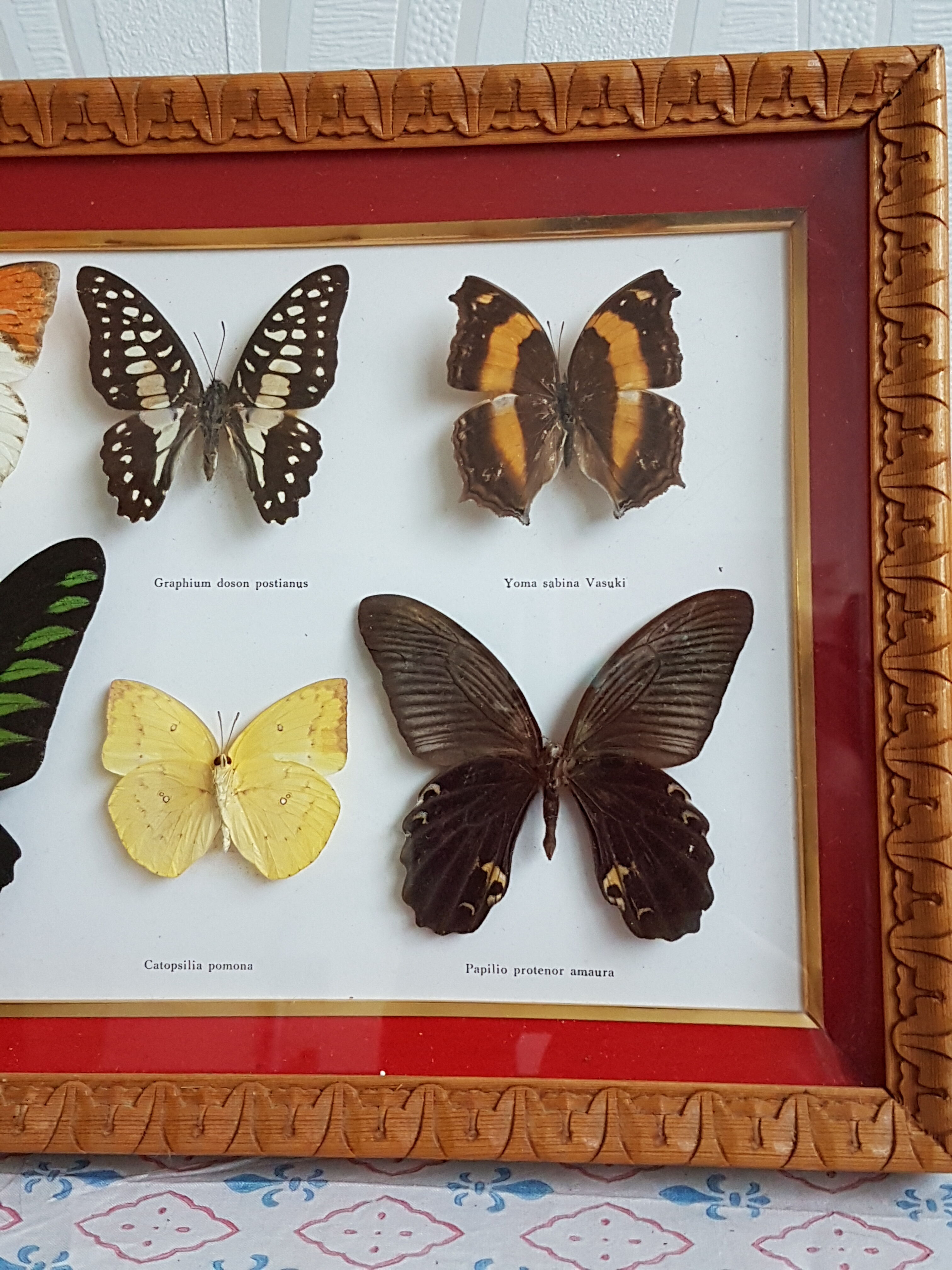 Framing Ten Butterflies- including rare Trogonoptera Brookiana