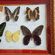 Framing Ten Butterflies- including rare Trogonoptera Brookiana