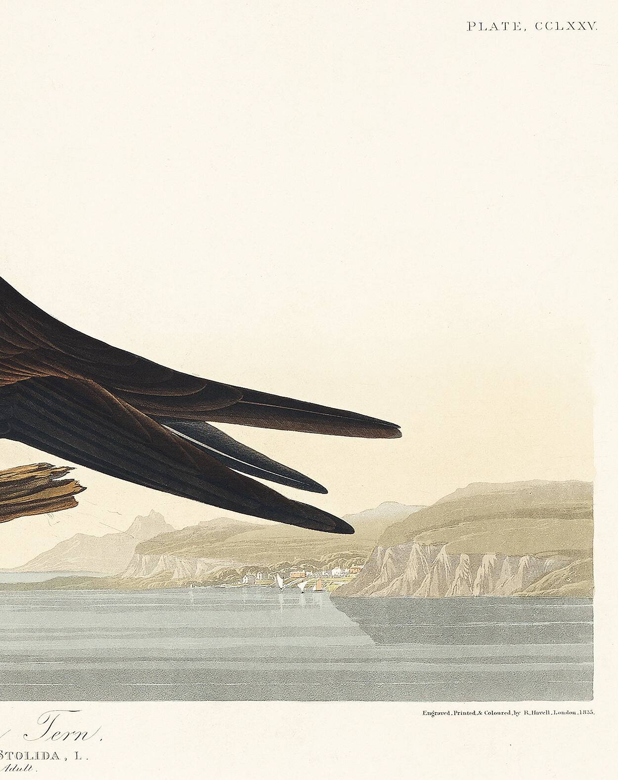 Poster about the Brown Noddy, based on an old engraving from 1827.