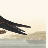 Poster about the Brown Noddy, based on an old engraving from 1827.