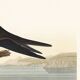 Poster about the Brown Noddy, based on an old engraving from 1827.